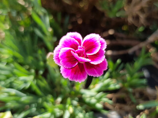 carnation flower (in german Landnelke also Gartennelke) Dianthus caryophyllus