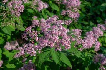 Spiraea japonica (Japanese spirea) or Japanese meadowsweet. Little Princess blooming in the summer.