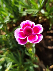 carnation flower (in german Landnelke also Gartennelke) Dianthus caryophyllus