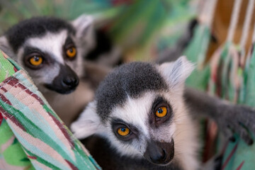 two lemurs