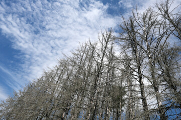 Abgestorbene Bäume vor blauem Himmel mit weißen Wolken - Stockfoto