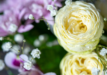 close up of a rose