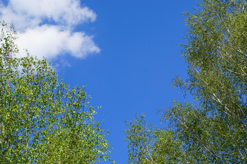 Blue sky on the background of trees.