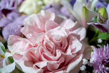 close up of pink roses
