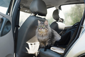 Portrait of a curious cat sitting in the car. Gray, furry cat amusingly looking out of the car with...