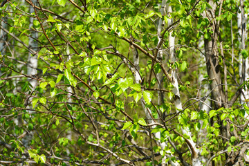 Young green leaves close up. Nature background.