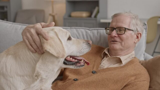 Medium Close-up With Slowmo Of Relaxed Old Man Chilling On Sofa At Home Spending Time With His Cute Sand Labrador Retriever Dog Talking And Petting Him