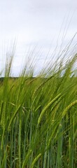 green wheat field