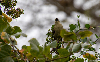 A Sombre Greenbul isolated at the top of a tree