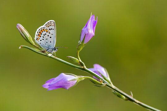 Princesita, mariposa, flor, colorida, primavera, verde