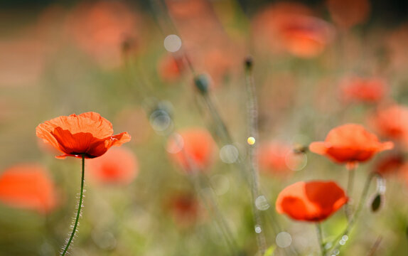 Mohnblume