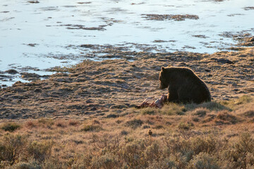 Grizzly bear guarding elk calf kill next to Yellowstone River in the Yellowstone Naitonal Park in Wyoming USA