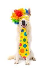 happy birtday dog with sunglasses and party hat on isolated white background