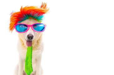 happy birtday dog with sunglasses and party hat on isolated white background