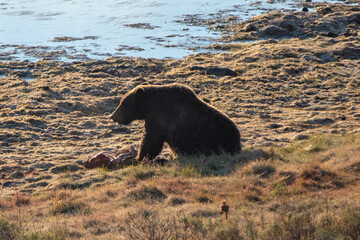 Lone Grizzly bear backlit  by morning sunlight guarding elk kill next to Yellowstone River in the Yellowstone Naitonal Park in Wyoming USA