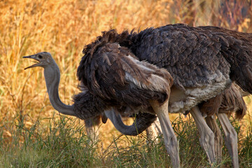 Autruche (struthio camelus)
femelle et son petit