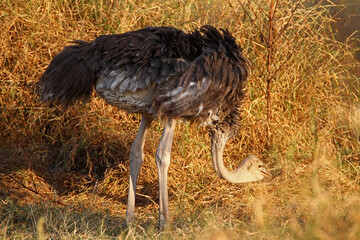 Autruche (struthio camelus)
femelle et son petit