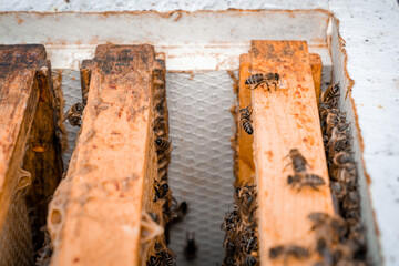 wax frame in bee hive, honey production