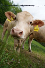 Fototapeta na wymiar Cow Nose Macro Close Up Shot