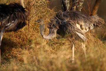 Autruche (struthio camelus)
femelle et son petit