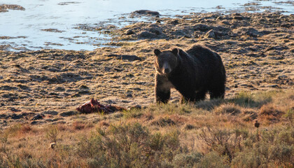 Backlit Grizzly bear guarding elk kill next to Yellowstone River in the Yellowstone National Park in Wyoming USA