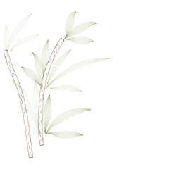 branches leaves isolated on white