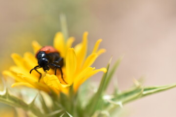 Mandíbulas insecto
