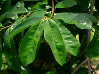 Soursop fruit, Prickly Custard leaves. Plant for Treatment of carcinoma