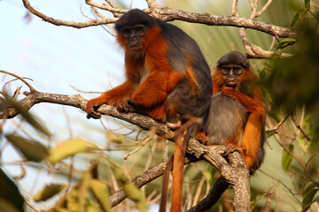 Colobe bai de guinée (procolobus badius) en train de s'épouiller 