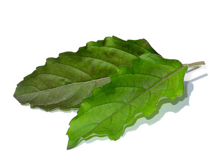 Close up Holy basil, Thai basil leaf on white background.