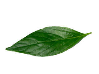Plakat Close up of Kariyat leaves or The Creat plant.