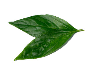 Naklejka na ściany i meble Close up of Kariyat leaves or The Creat plant.