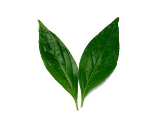 Obraz premium Close up of Kariyat leaves or The Creat plant.