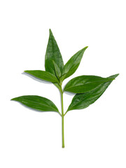 Close up of Kariyat leaves or The Creat plant.