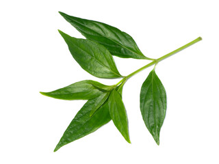 Fototapeta premium Close up of Kariyat leaves or The Creat plant.