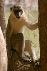 Singe Vervet (cercopithecus aethiops)