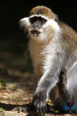 Singe Vervet (cercopithecus aethiops)