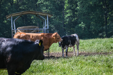 kleine Rinderherde auf der Weide