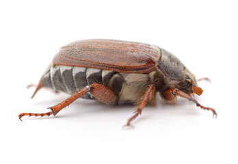 One brown beetle.