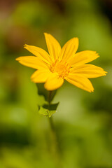 Arnica in Full Bloom