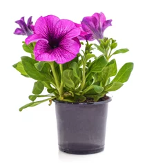 Fotobehang Purple petunia in the pot. © voren1