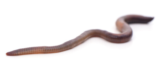 One long earthworm