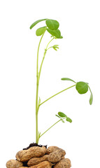 Young Sprout peanuts.