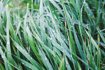 Green grass with dew in a cold summer morning