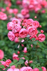Delicate pink roses in the park in summer