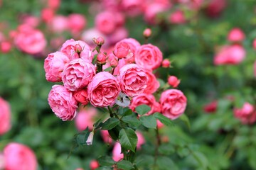Delicate pink roses in the park in summer