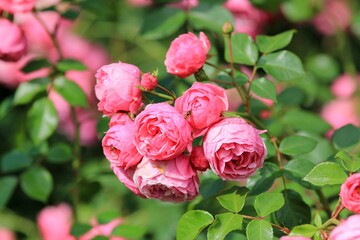 Delicate pink roses in the park in summer