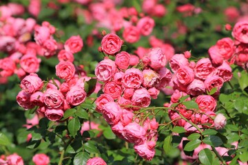 Delicate pink roses in the park in summer
