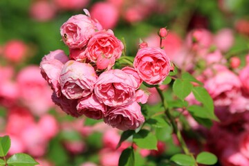 Delicate pink roses in the park in summer