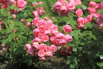 Delicate pink roses in the park in summer